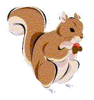 [Squirrel image]
