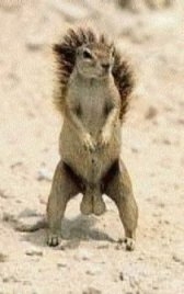Flasher Squirrel!